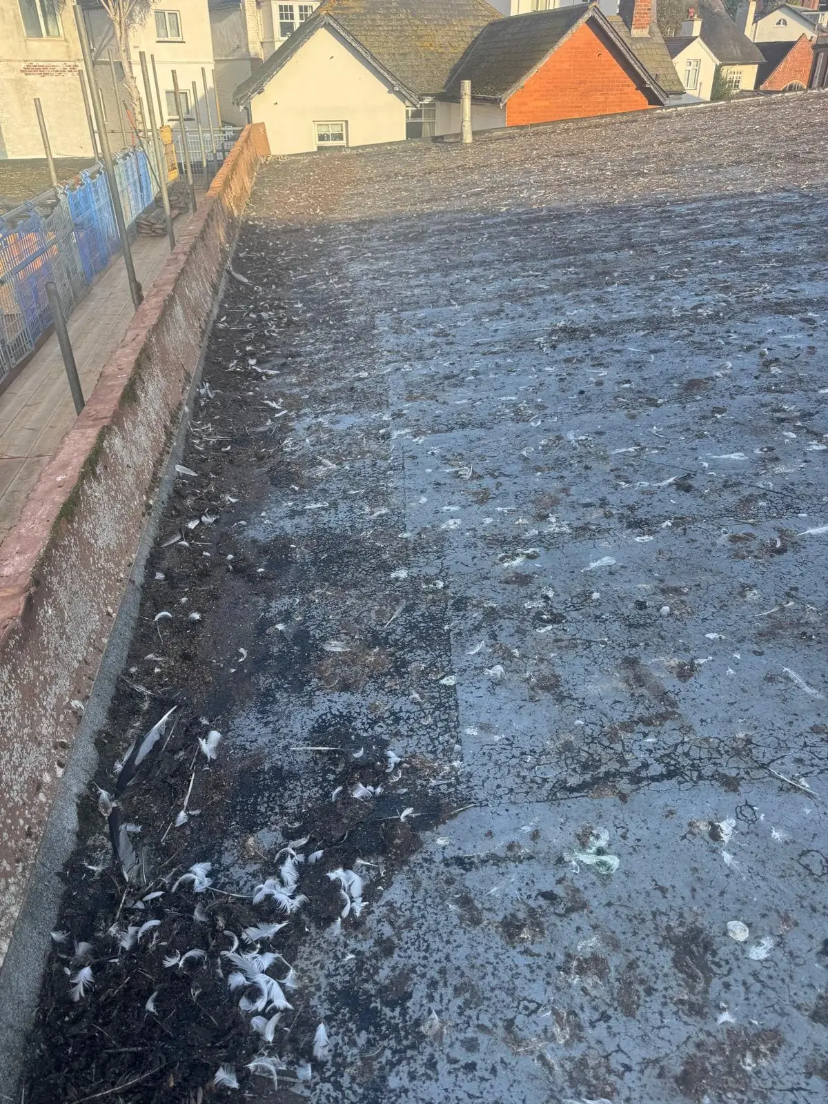 Bird mess covering flat commercial roof before professional removal