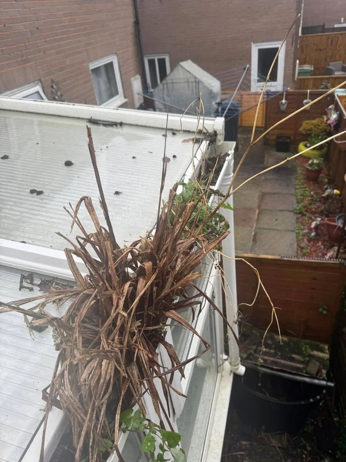 Weeds growing from blocked guttering before professional clearing